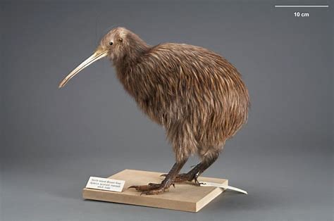 新西兰博物馆照片 的图像结果